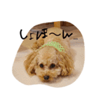 高橋さん家のリリィちゃん（個別スタンプ：12）