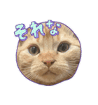 nudeshima simba（個別スタンプ：7）