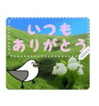 礼文島の旅かもめ vol.3(自由文字スタンプ)（個別スタンプ：2）