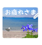 礼文島の旅かもめ vol.3(自由文字スタンプ)（個別スタンプ：4）