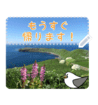 礼文島の旅かもめ vol.3(自由文字スタンプ)（個別スタンプ：5）