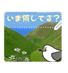 礼文島の旅かもめ vol.3(自由文字スタンプ)（個別スタンプ：6）