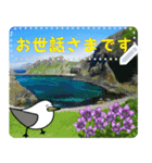 礼文島の旅かもめ vol.3(自由文字スタンプ)（個別スタンプ：11）