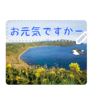 礼文島の旅かもめ vol.3(自由文字スタンプ)（個別スタンプ：12）