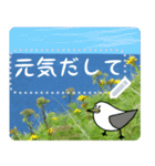 礼文島の旅かもめ vol.3(自由文字スタンプ)（個別スタンプ：13）