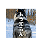 アラスカンマラミュートしか勝たん（個別スタンプ：15）