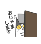 気さくなふっくら猫のスタンプ（個別スタンプ：16）