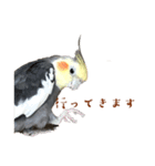オカメインコ 小梅ちゃん4（個別スタンプ：1）
