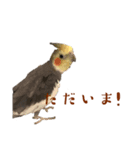 オカメインコ 小梅ちゃん4（個別スタンプ：2）