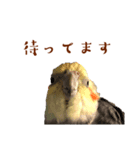 オカメインコ 小梅ちゃん4（個別スタンプ：3）