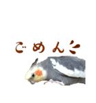 オカメインコ 小梅ちゃん4（個別スタンプ：4）