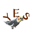 オカメインコ 小梅ちゃん4（個別スタンプ：7）