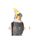 オカメインコ 小梅ちゃん4（個別スタンプ：8）