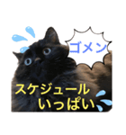 黒猫 ルナ院長82にゃんめ（個別スタンプ：5）