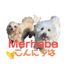 Turkish Japanese family スタンプ（個別スタンプ：1）