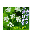 初夏の山野草を添えてご挨拶（個別スタンプ：9）