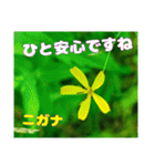 初夏の山野草を添えてご挨拶（個別スタンプ：34）