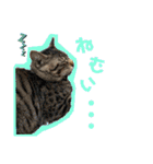こぽと（個別スタンプ：17）