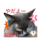 黒猫 ルナ院長84にゃんめ（個別スタンプ：2）