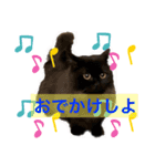 黒猫 ルナ院長84にゃんめ（個別スタンプ：4）