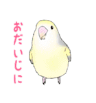 コザクラインコ ピノとその仲間たち2（個別スタンプ：6）