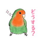 コザクラインコ ピノとその仲間たち2（個別スタンプ：10）