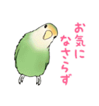 コザクラインコ ピノとその仲間たち2（個別スタンプ：15）