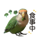 コザクラインコ ピノとその仲間たち2（個別スタンプ：18）