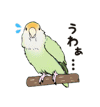 コザクラインコ ピノとその仲間たち2（個別スタンプ：21）