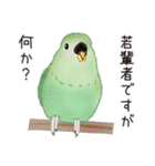 コザクラインコ ピノとその仲間たち2（個別スタンプ：33）