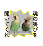 コザクラインコ ピノとその仲間たち2（個別スタンプ：37）