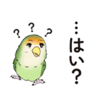 コザクラインコ ピノとその仲間たち2（個別スタンプ：40）