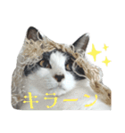 ツキちゃんスタンプ 2-3才（個別スタンプ：21）