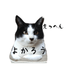 ツキちゃんスタンプ 2-3才（個別スタンプ：24）