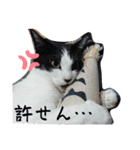 ツキちゃんスタンプ 2-3才（個別スタンプ：25）