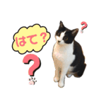 ツキちゃんスタンプ 2-3才（個別スタンプ：27）