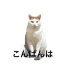 ちんちくちくわ（個別スタンプ：3）