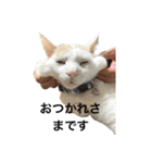 ちんちくちくわ（個別スタンプ：4）