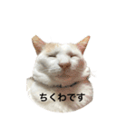 ちんちくちくわ（個別スタンプ：20）