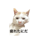 ちんちくちくわ（個別スタンプ：23）