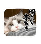 まいにちねこのひ。その2（個別スタンプ：1）