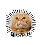 まいにちねこのひ。その2（個別スタンプ：2）