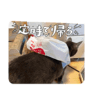 まいにちねこのひ。その2（個別スタンプ：3）