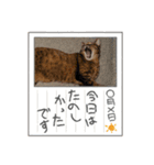 まいにちねこのひ。その2（個別スタンプ：4）
