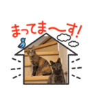 まいにちねこのひ。その2（個別スタンプ：5）