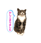 ふじもじにゃんず実写版2023（個別スタンプ：3）