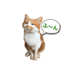 ふじもじにゃんず実写版2023（個別スタンプ：5）