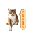 ふじもじにゃんず実写版2023（個別スタンプ：9）
