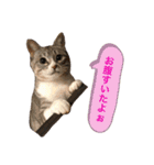 ふじもじにゃんず実写版2023（個別スタンプ：10）