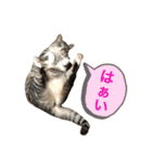 ふじもじにゃんず実写版2023（個別スタンプ：12）